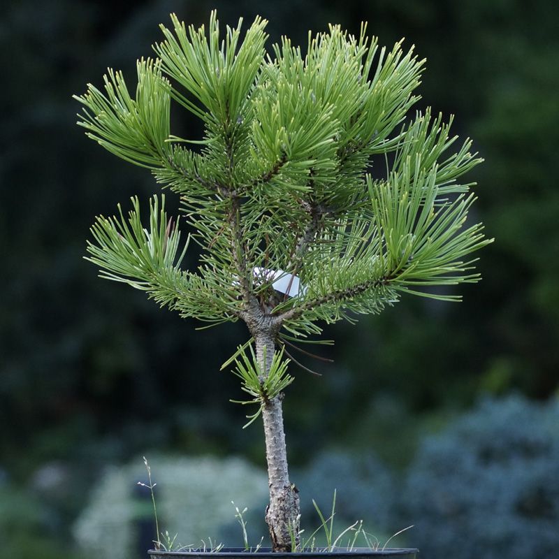Pinus mugo Hostýn Gold, Borovica horská, guľovitá žlto sfarbená