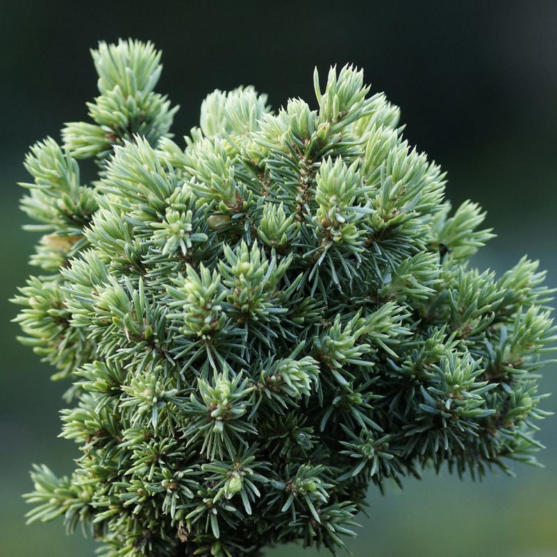 Picea rubens Hexe, Smrek červený - guľa - trpasličí stromček