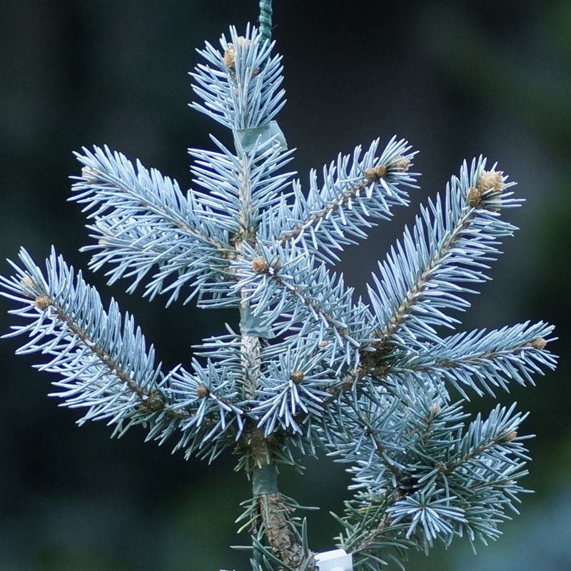 Picea pungens Hoopsii - Smrek pichľavý - strieborný okrasný stromček