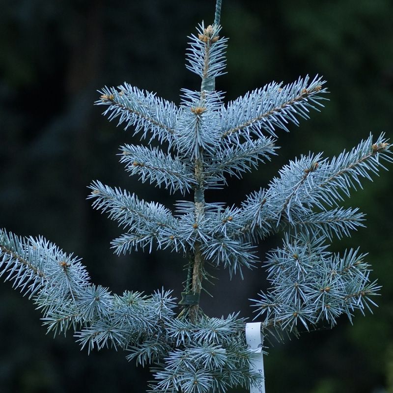 Picea pungens Edith - Smrek pichľavý - okrasný stromček