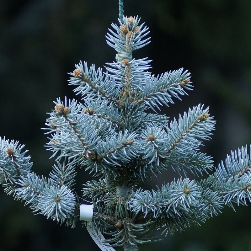 Picea pungens Frühling - Smrek pichľavý- okrasný stromček