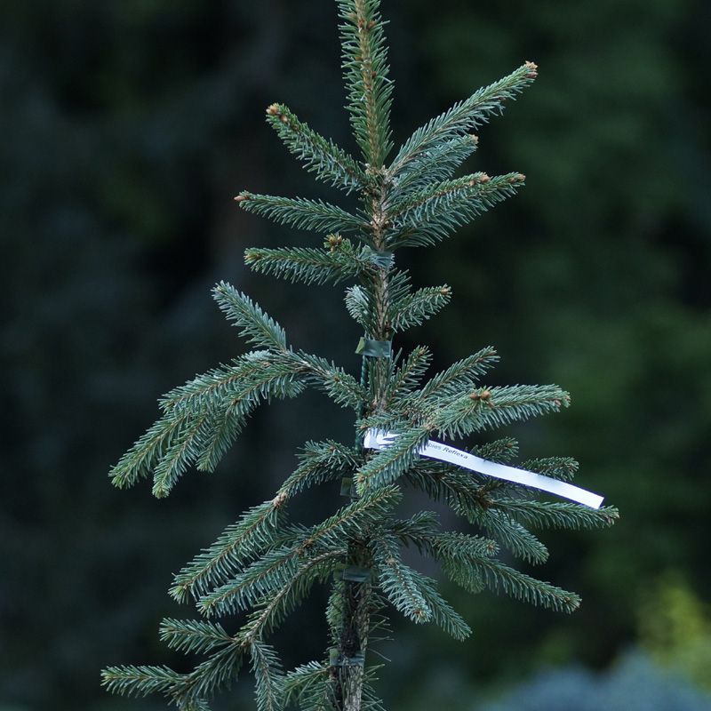 Picea abies Reflexa