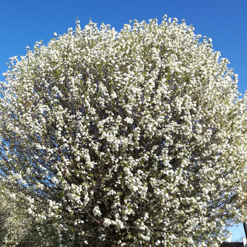 Prunus fruticosa Globosa čerešňa