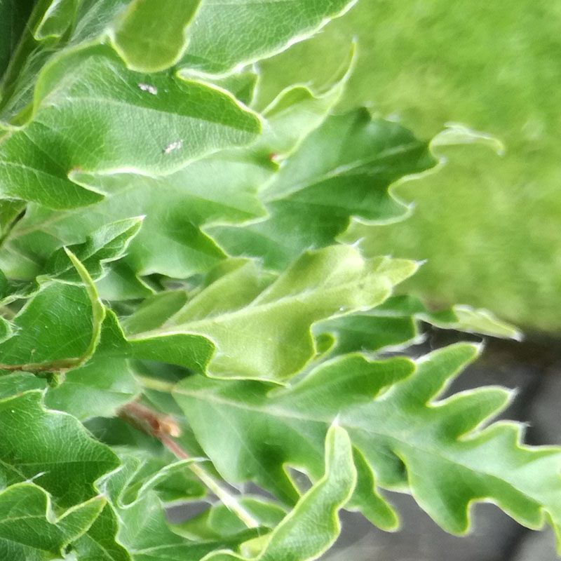 Fagus sylvatica Andrusiv Green, Buk lesný
