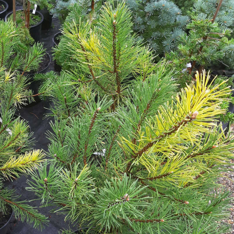 Pinus sylvestris Šmelcovna Variegata - Borovica lesná