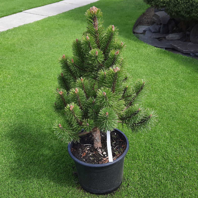 Pinus mugo Mumpitz - Borovica horská