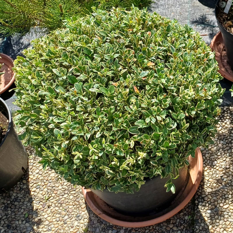 Buxus "Aureovariegata"- Krušpán vždyzelený - panašovaný -  guľa