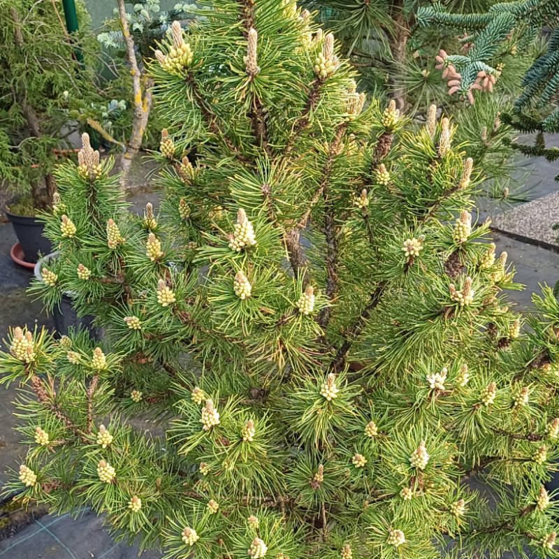 Pinus mugo Hostýn Gold, Borovica horská, guľovitá žlto sfarbená