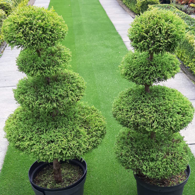 Thuja occidentalis Rheingold - tvarovaná 4 gule na kmienku
