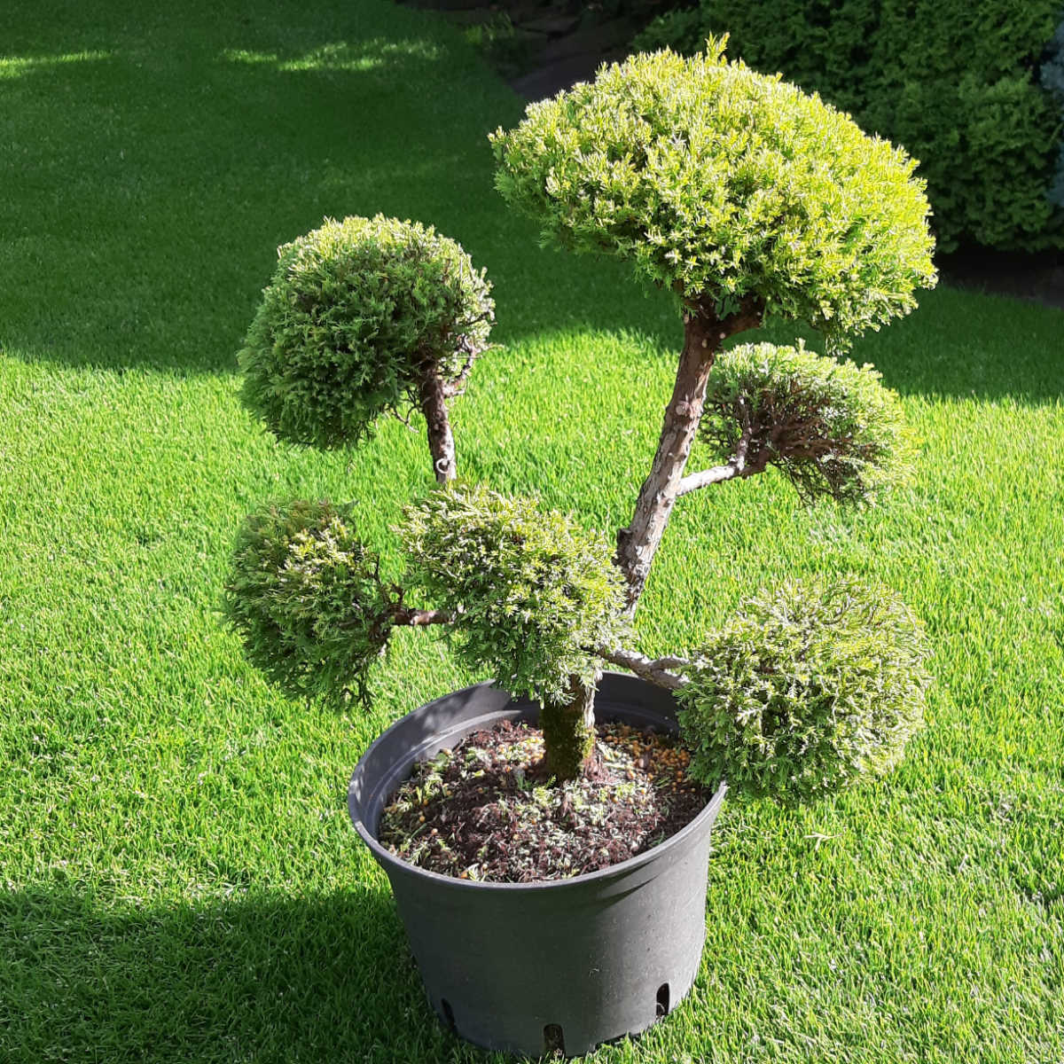 Thuja occidentalis Rheingold - Tvarovaná ihličnatá drevina