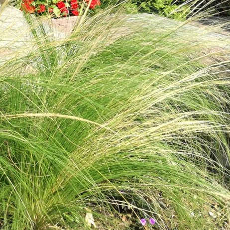 Stipa tenuissima ´Pony Tails´ - Kavyľ perovitý