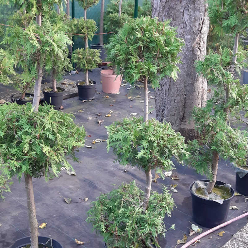 Thuja occidentalis Litomyšl 