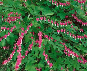 DICENTRA SPECTABILIS ´ROSE´ / Srdcovka nádherná tmavoružová
