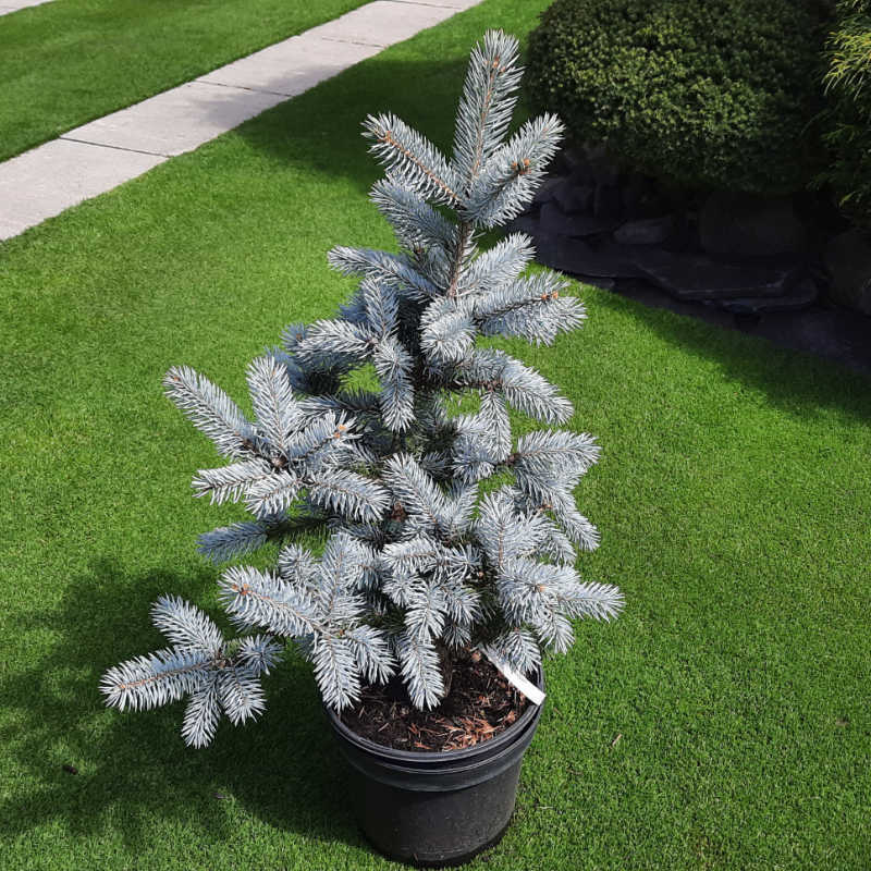 Picea pungens Hoopsii - Smrek pichľavý - strieborný okrasný stromček