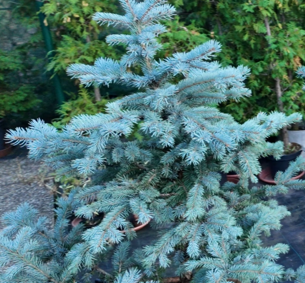 Picea pungens Fat Albert