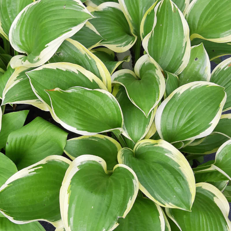 Hosta