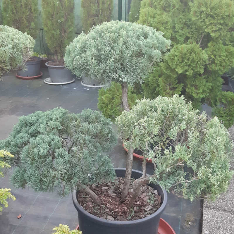 Juniperus virginiana Grey Owl, Borievka virgínska