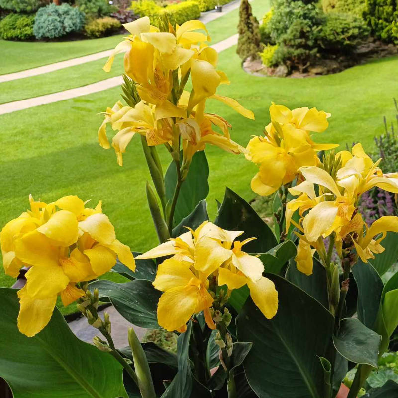Canna indica, Kana indická - teplomilná rastlina