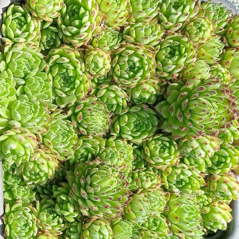 Sempervivum x funckii var. aqualiense, Skalnica - trvalka