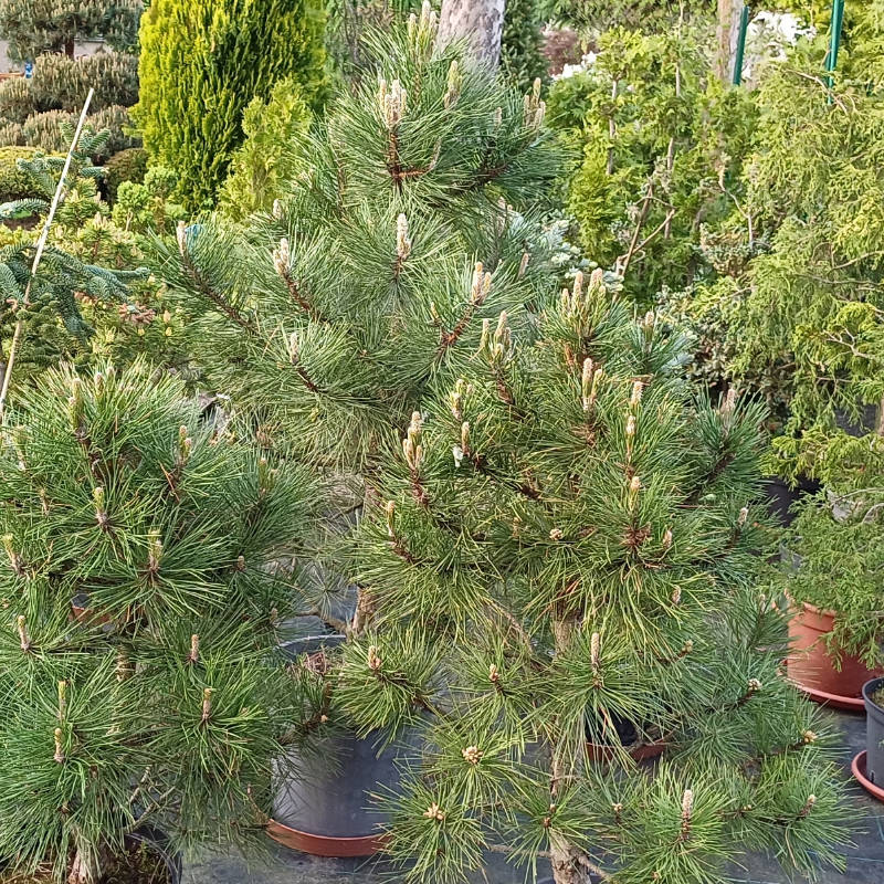 Pinus nigra Pyramidalis, Borovica čierna