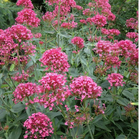 Centranthus 'Coccineus' - trvalka