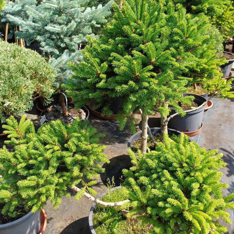 Picea abies Barryi, Smrek obyčajný, Ihličnatá drevina
