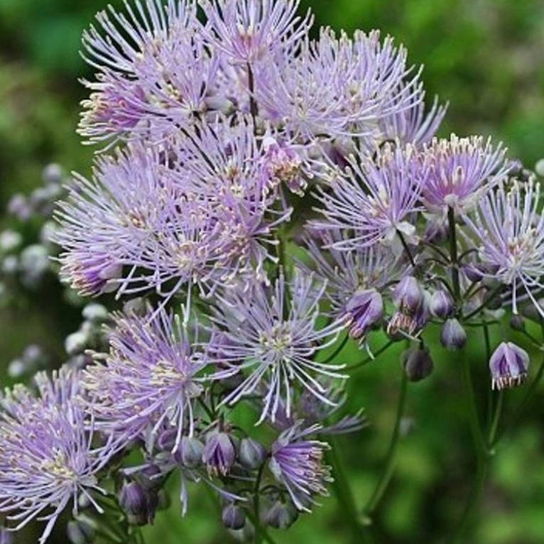 Thalictrum rochebrunnianum - trvalka