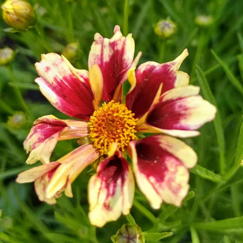 Coreopsis 'Solar Jewel' - trvalka
