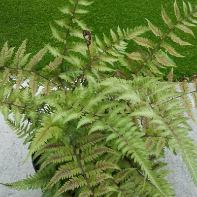 Athyrium 'Red Beauty' - papraďka japonská