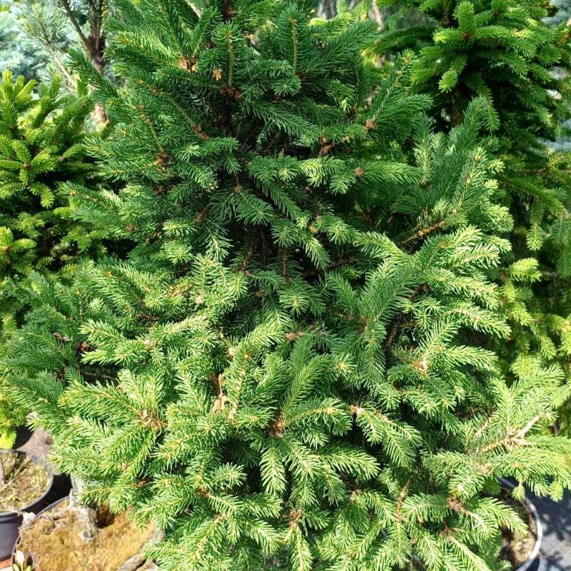 Picea abies Barryi, Smrek obyčajný, Ihličnatá drevina