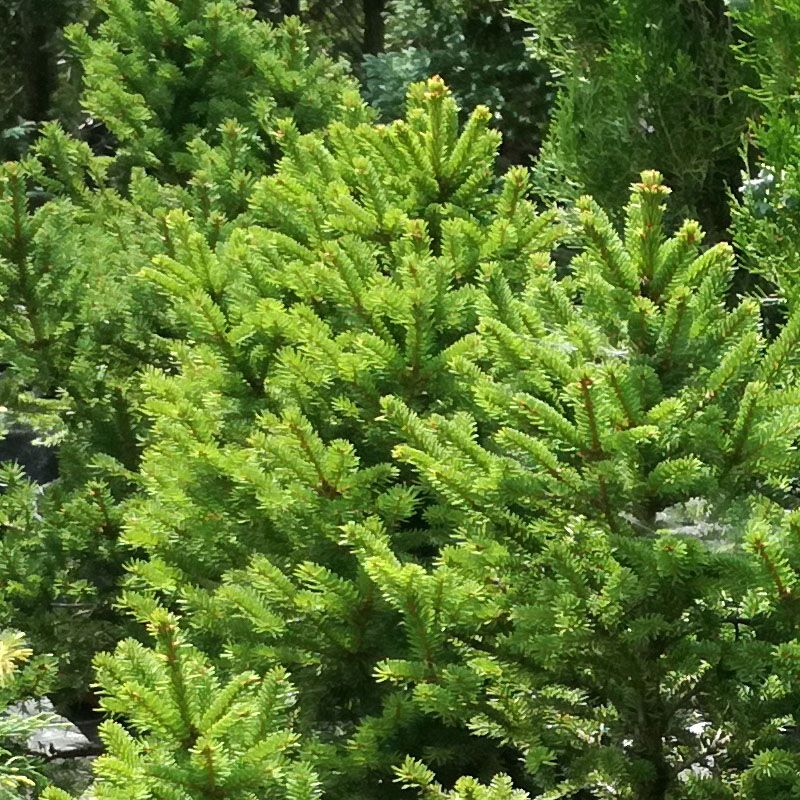 Picea abies Barryi, Smrek obyčajný, Ihličnatá drevina
