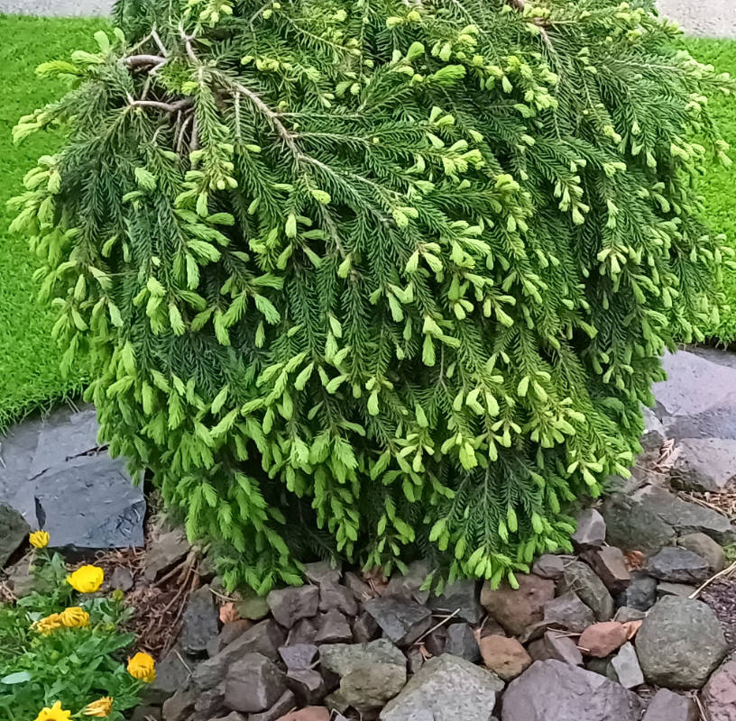 Picea abies Formanek, Smrek obyčajný