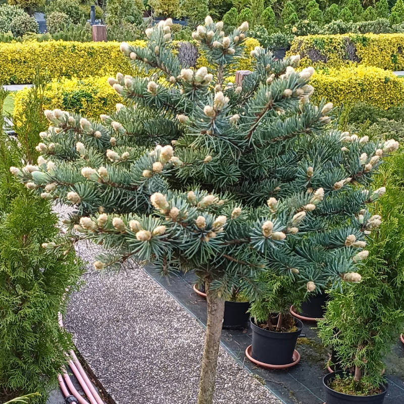 Picea pungens Glauca Globosa