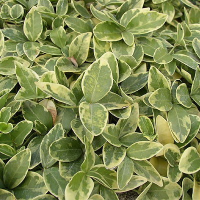 Vinca minor Alba Variegata, Zimozeleň menšia 