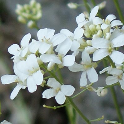 Arabis procurrens Variegata, Arábka výbežkatá - skalnička, trvalka 