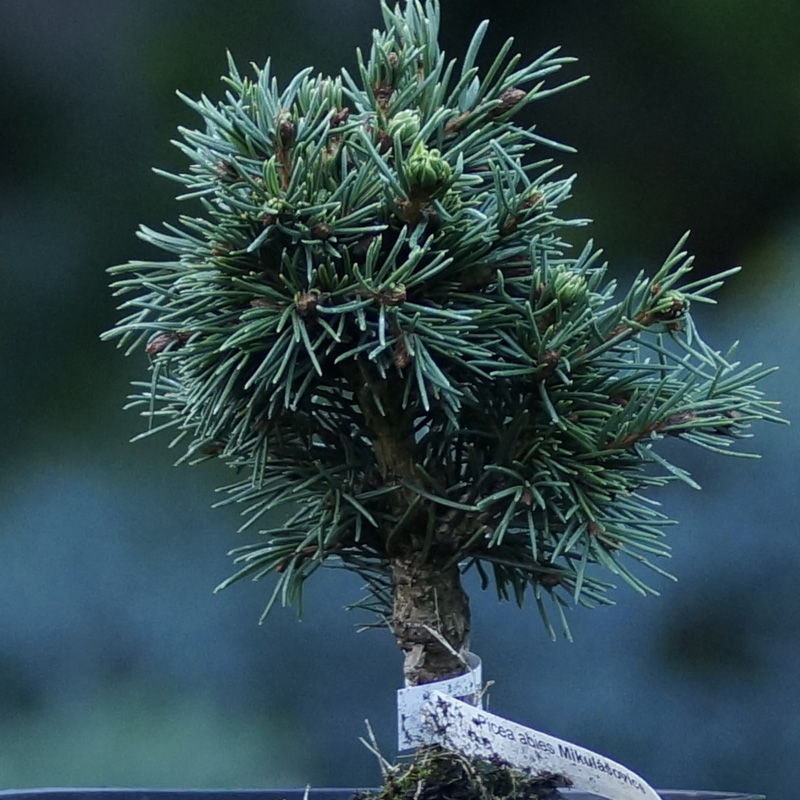 Picea abies Mikulášovice čarovník