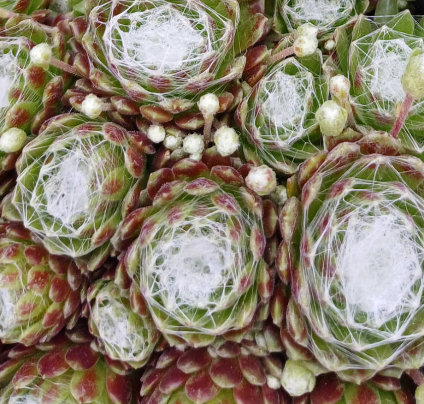 Sempervivum arachnoideum, Skalnica pavučinatá - trvalka