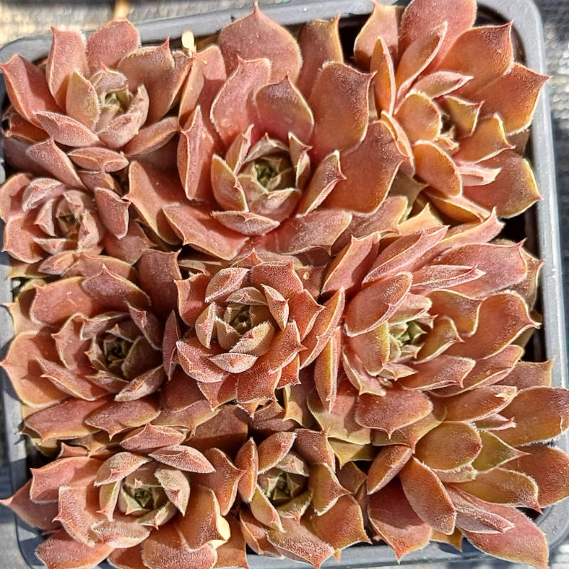 Sempervivum Rotkopf