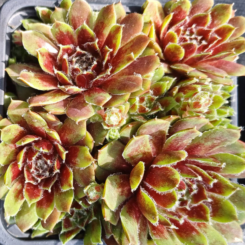 Sempervivum hirtum