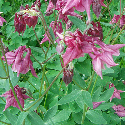 Aquilegia vulgaris, Orliček obyčajný - trvalka