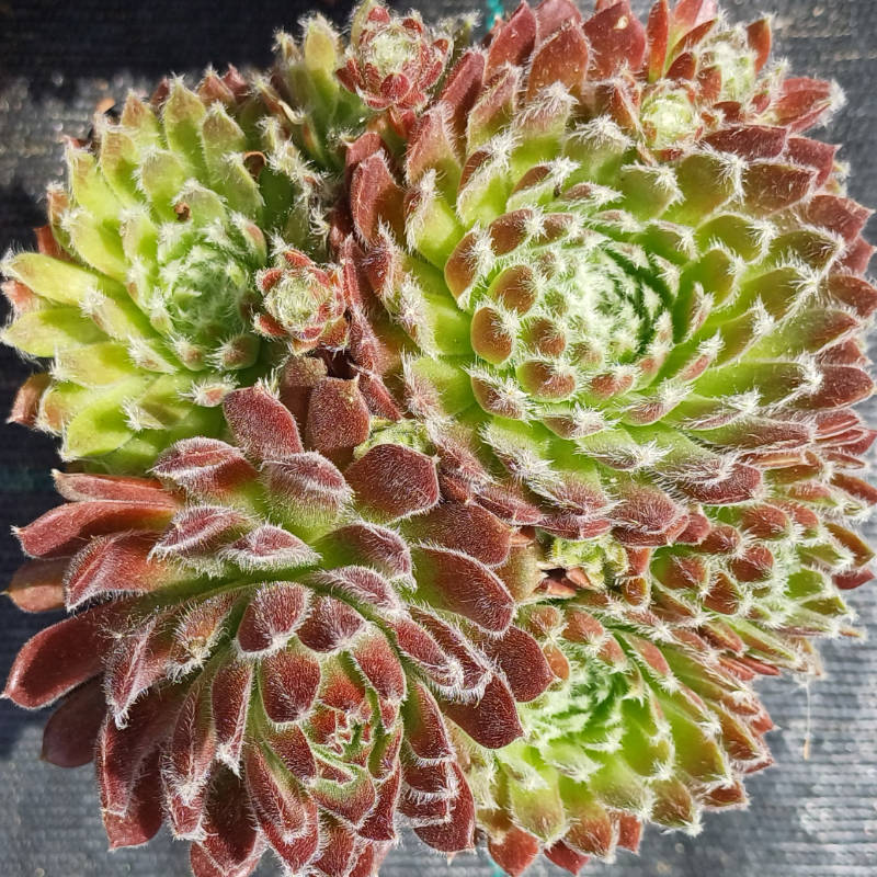Sempervivum ciliosum, Skalnica - trvalka