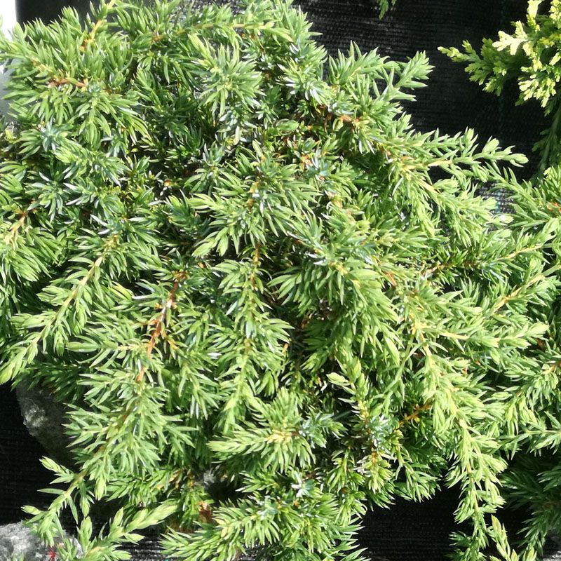 Juniperus communis Green Carpet, Borievka obyčajná 