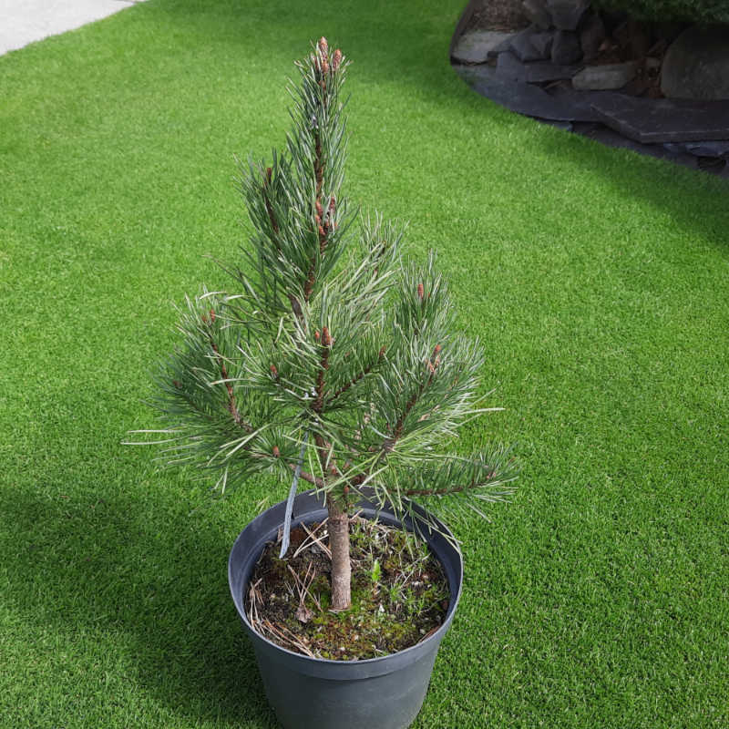 Pinus sylvestris Watereri - Borovica lesná