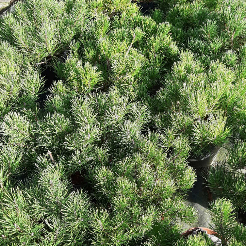 Pinus mugo - Borovica horská -  tvarovaná ihličnatá okrasná drevina