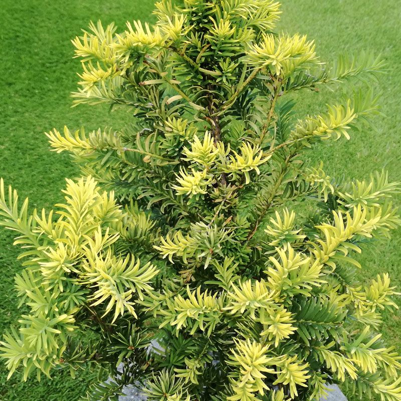 Taxus baccata Silver Queen, Tis obyčajný 