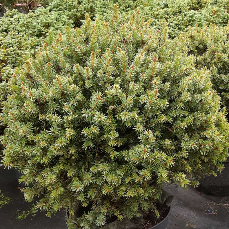 Picea sitchensis Nana, Smrek sitkanský 
