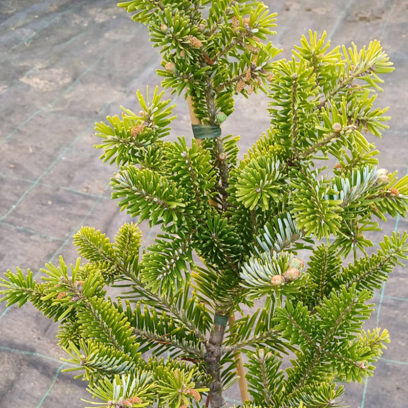 Abies lasiocarpa "Jan Pavel 2" - Jedľa plstnatoplodá