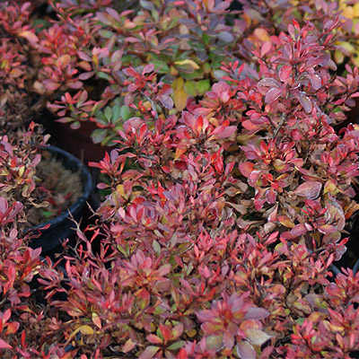 Berberis thunbergii Paola