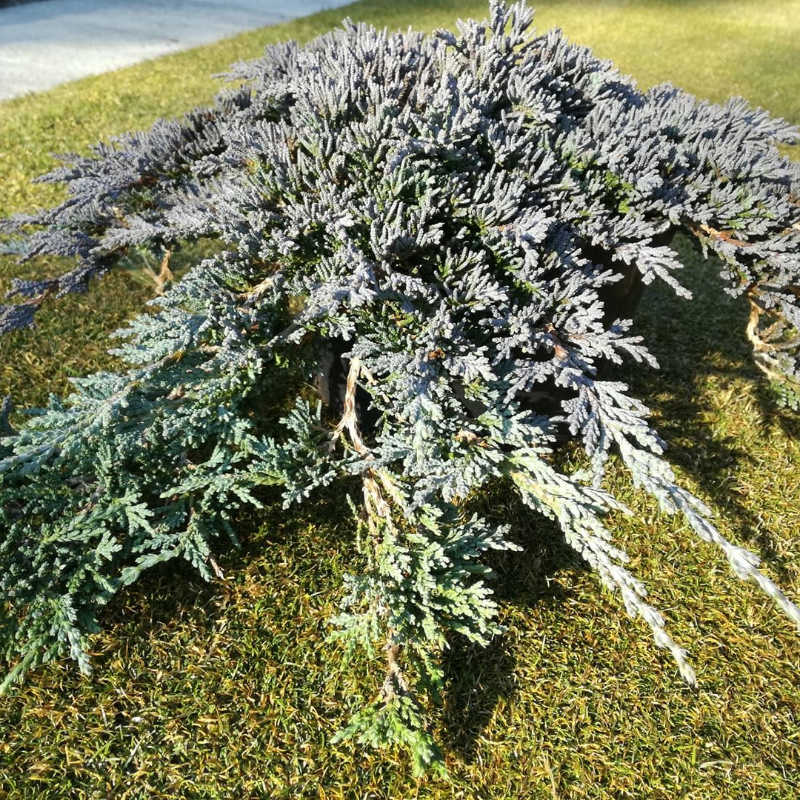 Juniperus horizontalis Ice Blue, Borievka rozprestretá - pôdopokryvná, modrá